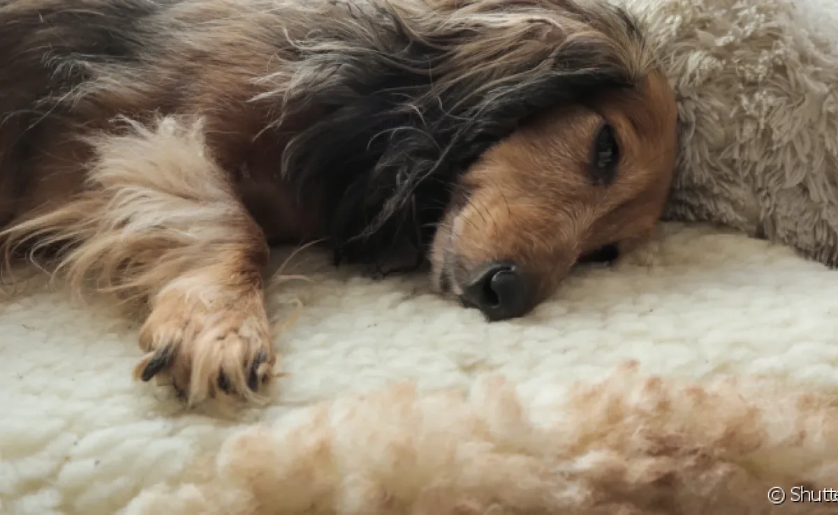 Sarna demodécica em cães não é uma doença transmissível para humanos