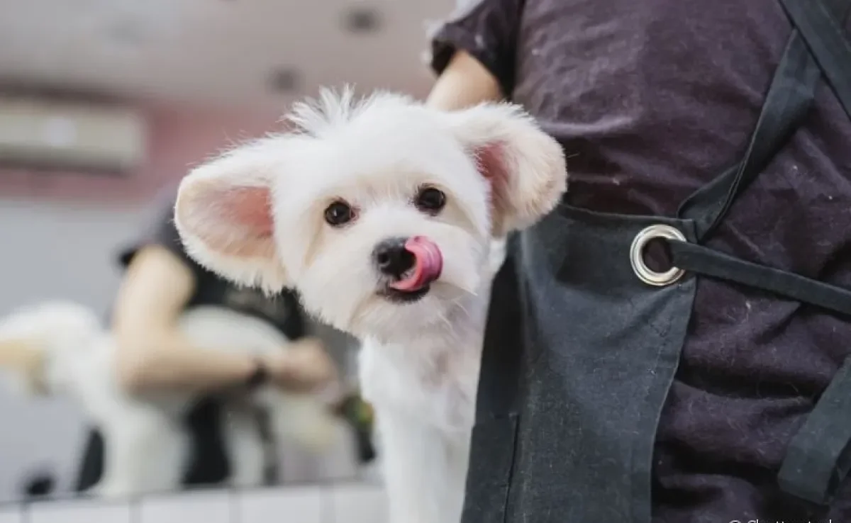 A tosa bebê é um corte específico para algumas raças de cachorro pequenas