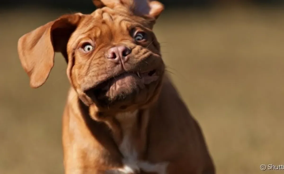 Aprenda a tirar foto engraçada de cachorro e veja nossa galeria para se inspirar! 
