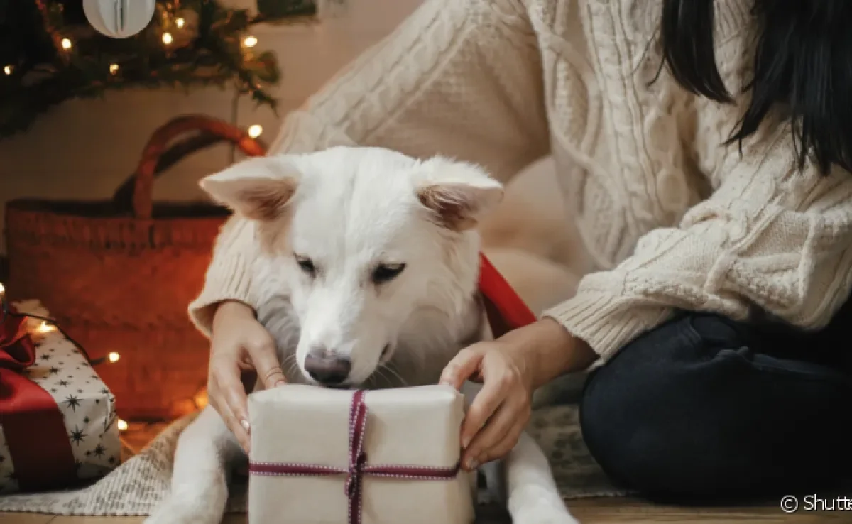Presente para cachorro: deixe a criatividade fluir para deixar seu pet feliz