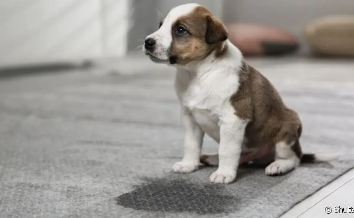 Para evitar xixi de cachorro pela casa, é importante direcionar o animal ao local certo