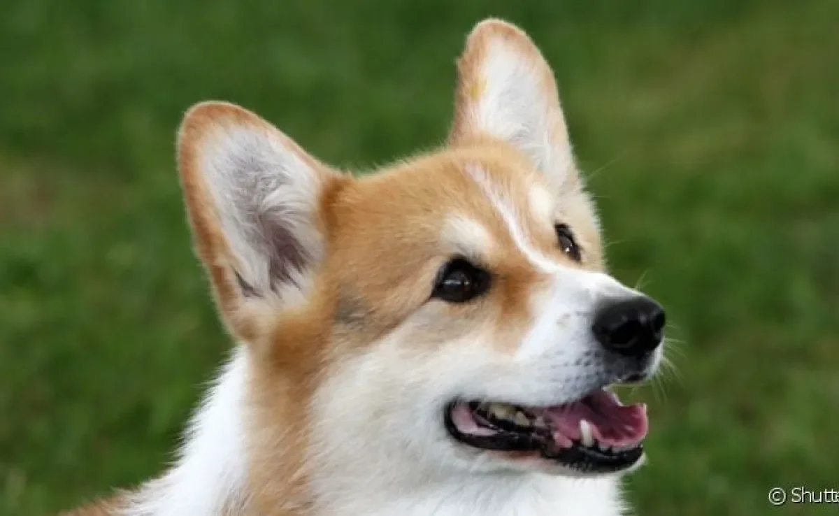 Doença no útero de cachorro costuma ocorrer em cadelas não castradas