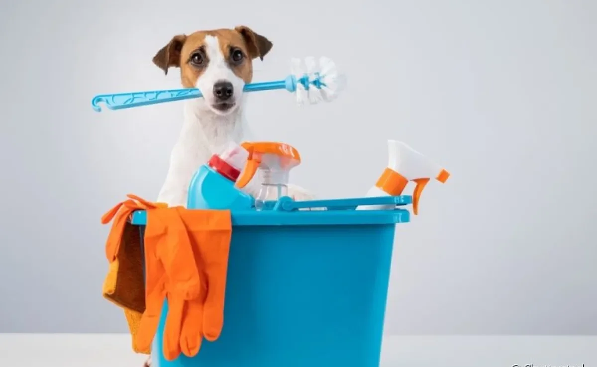 A alergia em cachorro causada por produtos de limpeza é comum, mas pode ser evitada
