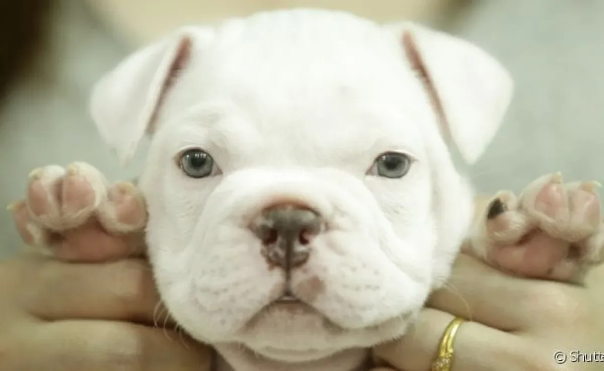 O American Bully micro: tamanho é o menor dos exemplares