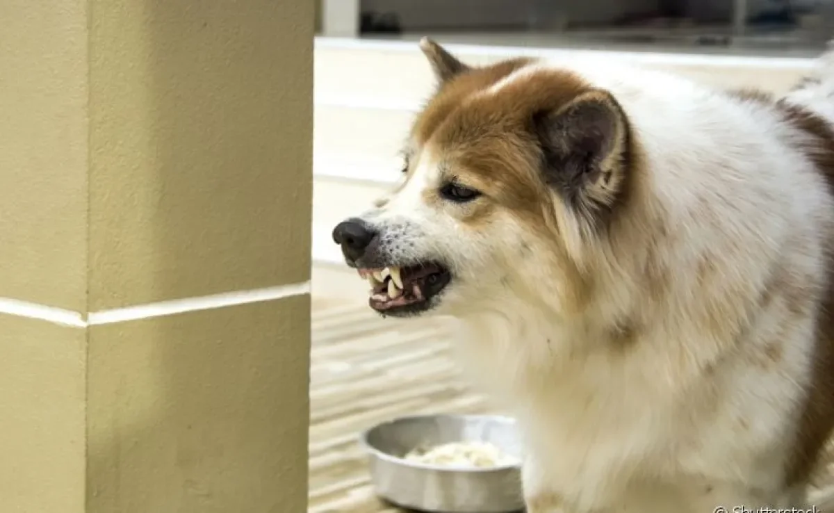 O cachorro agressivo com a comida pode acontecer por uma questão de posse com o alimento