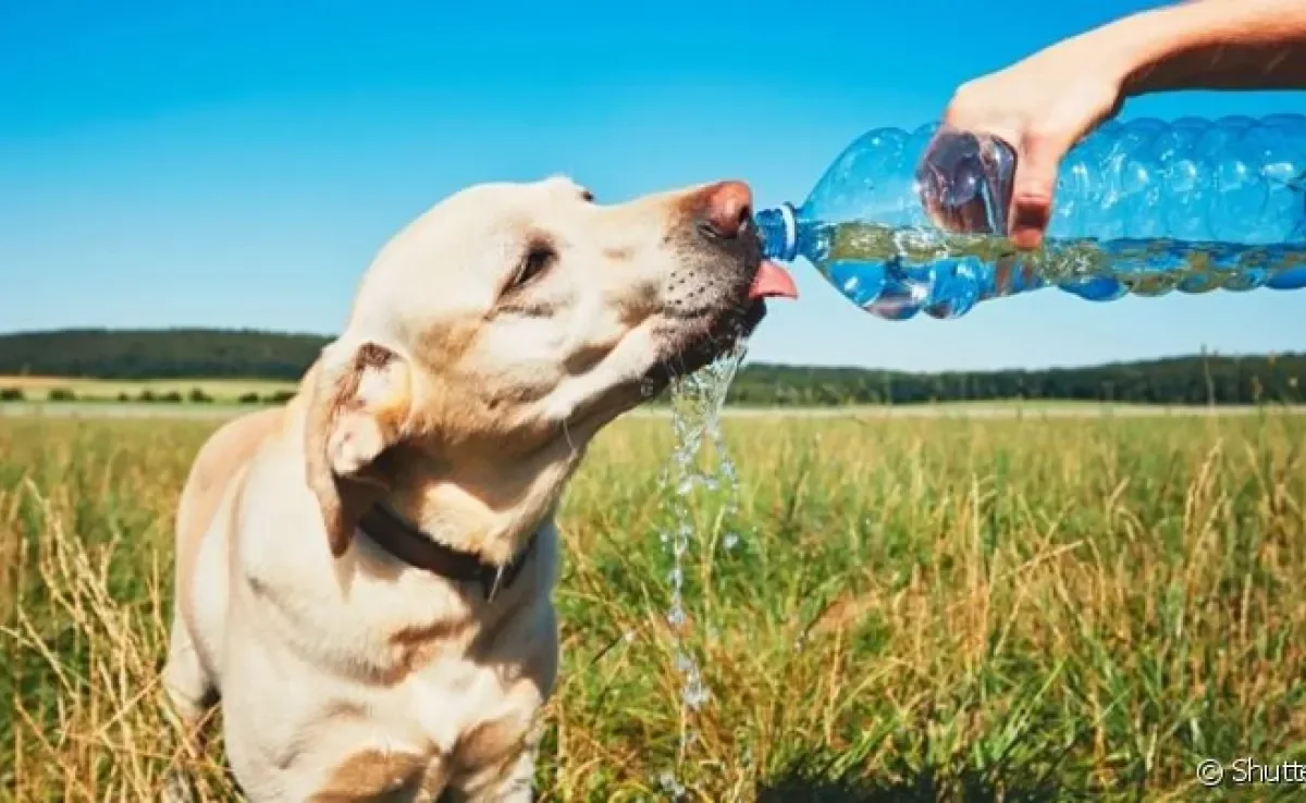 O cachorro com calor precisa de muita água e tem que ficar em locais frescos para se sentir melhor no verão