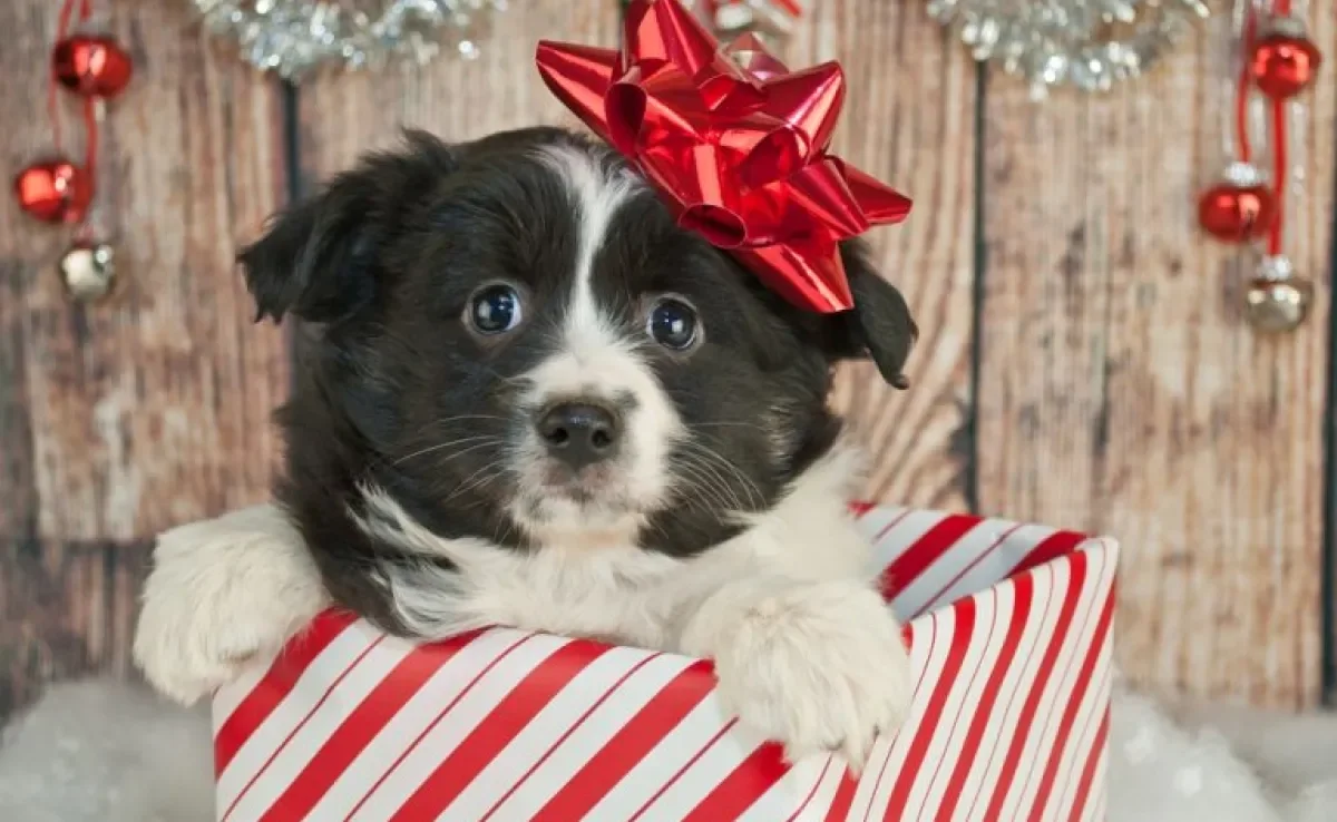 Dar um cachorro de presente parece uma boa ideia, mas requer muita responsabilidade