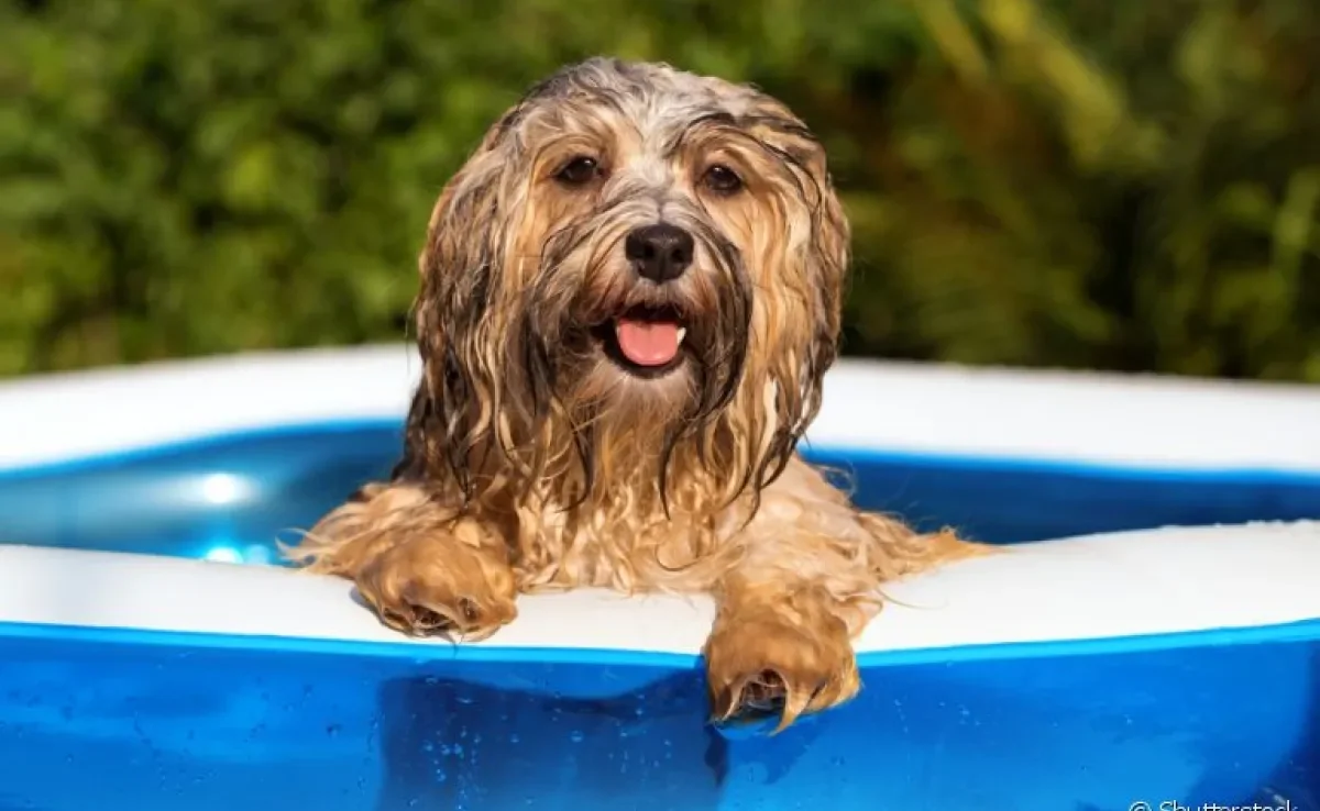 Entrar com o cachorro na piscina é perfeito para aliviar o calor, mas requer alguns cuidados