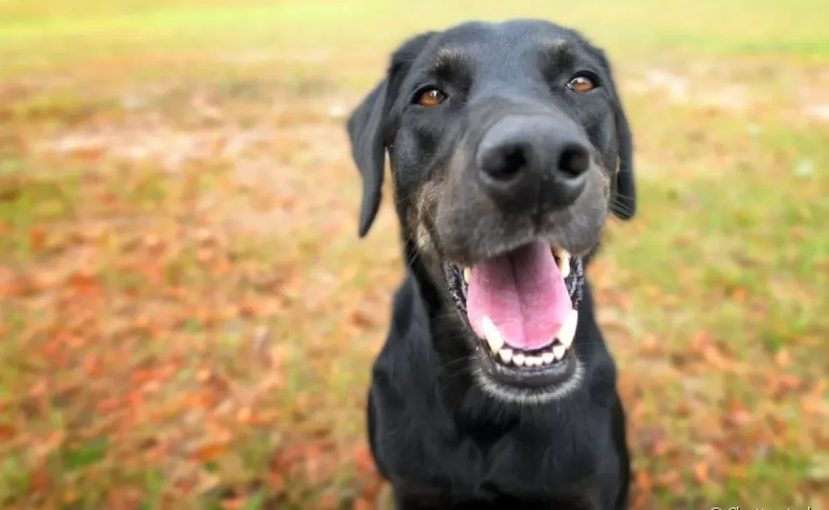 O cachorro troca de dente a partir de 4 meses e antes de 1 ano ele já está com a dentição completa