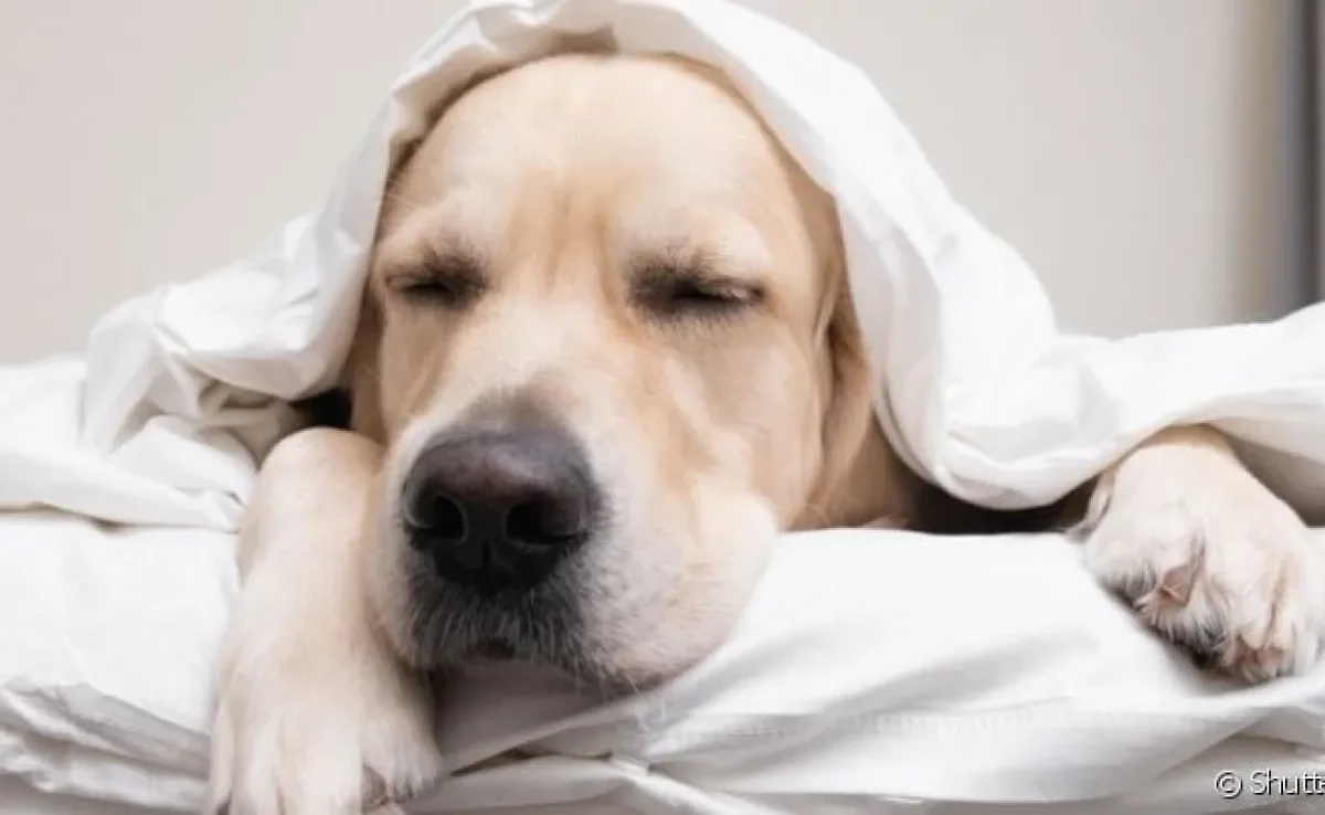 O cachorro com diarreia e vomitando pode significar diversos problemas de saúde. É importante ficar atento a outros sinais!