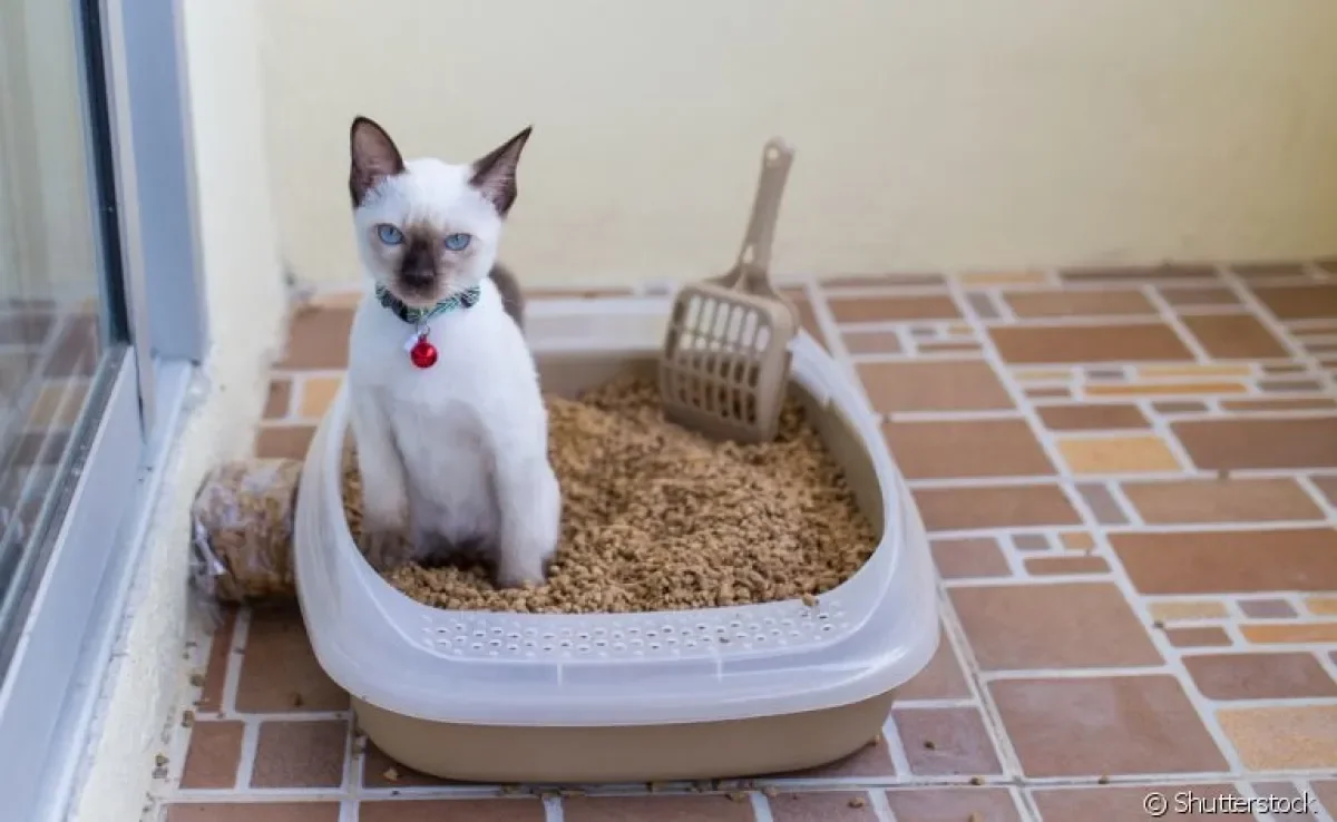A escolha da caixa de areia para gatos deve levar em consideração vários fatores