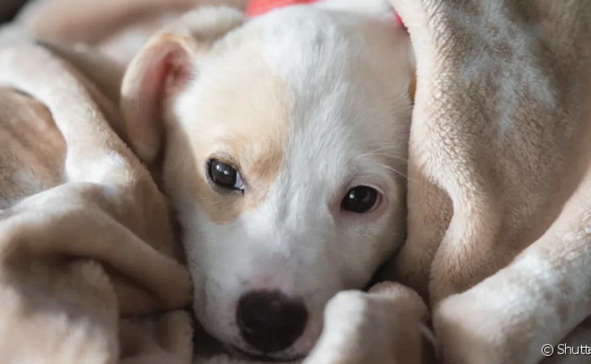 A castração do cachorro fêmea ajuda a prevenir muitos problemas de saúde