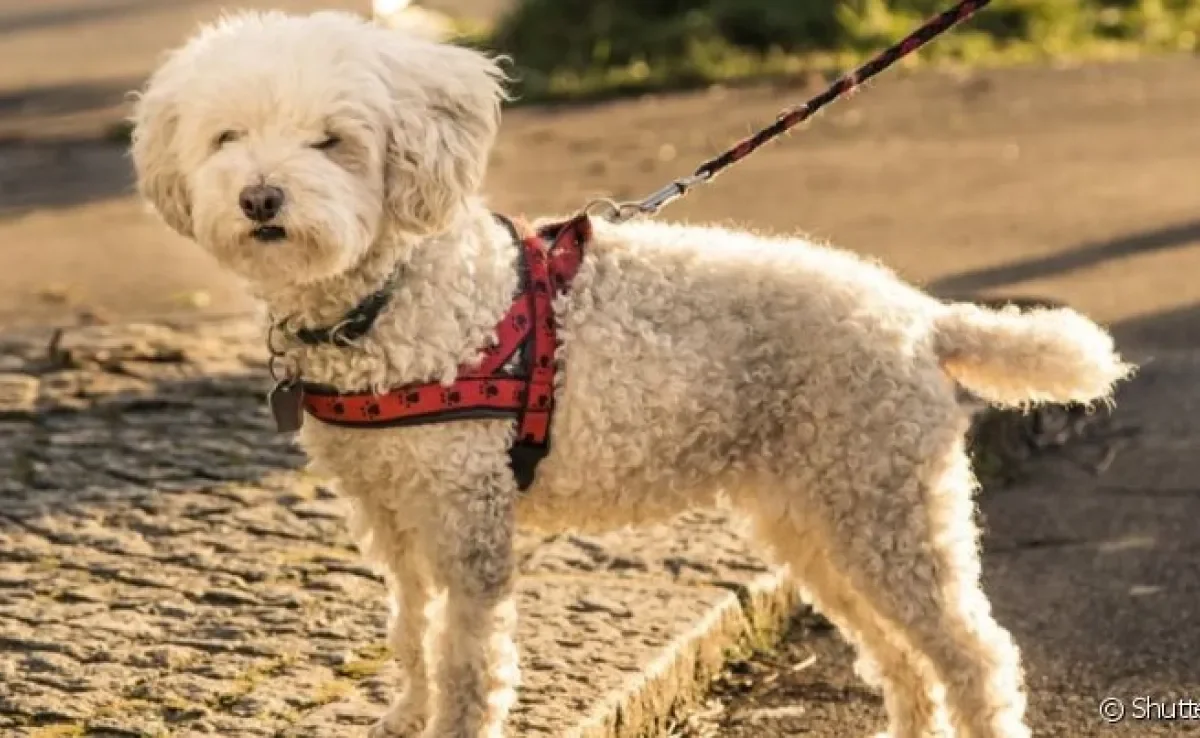 A coleira de cachorro peitoral é indicada para todas as raças e portes