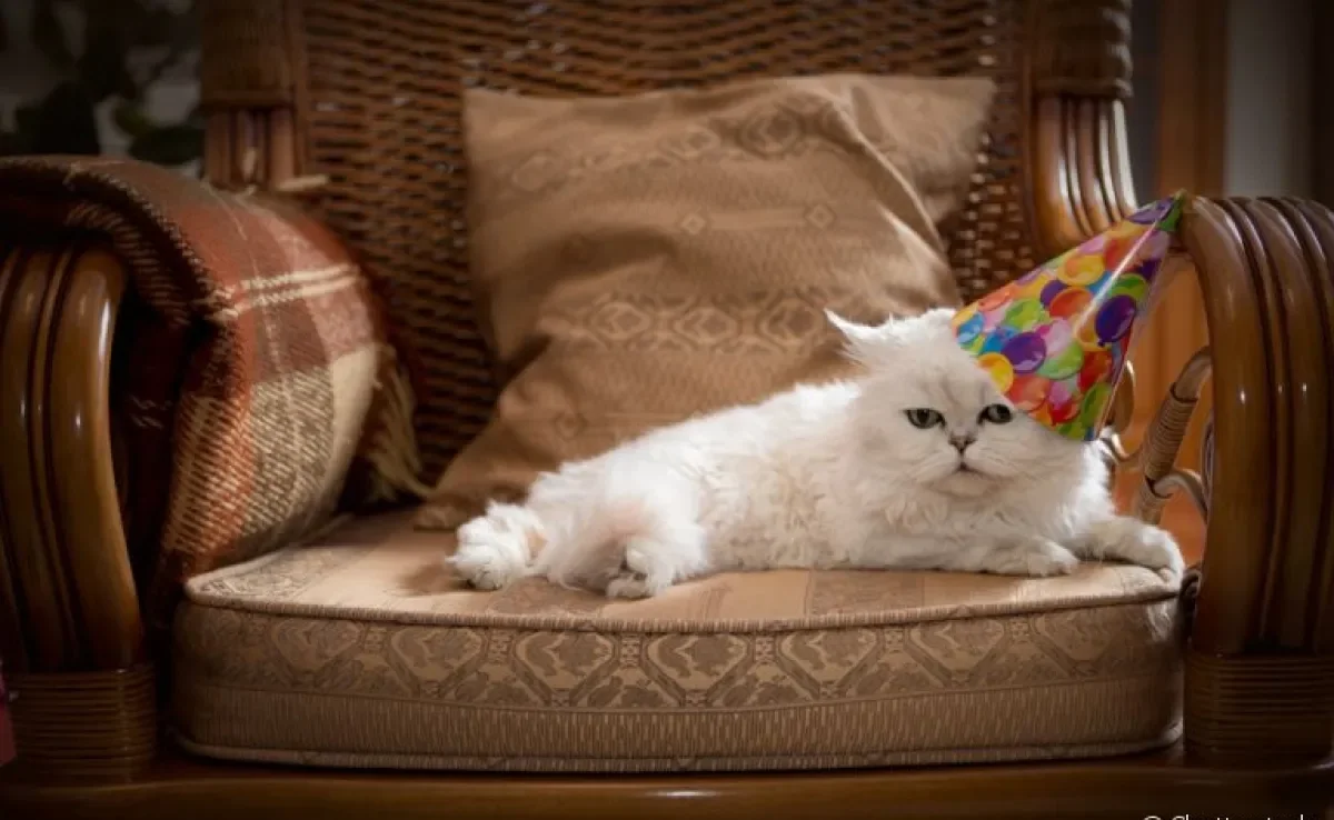 Para deixar um gato feliz nessa época do ano, o tutor deve ter alguns cuidados especiais