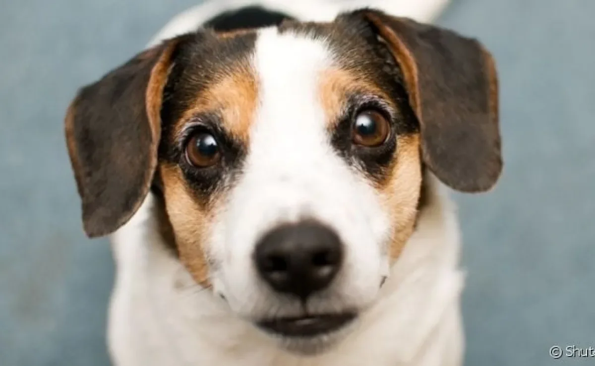 A visão do cachorro é bem diferente da visão humana