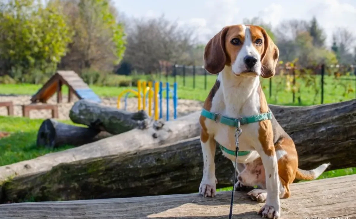 A coleira anti-puxão é uma alternativa para passeios mais tranquilos com os cães agitadinhos!