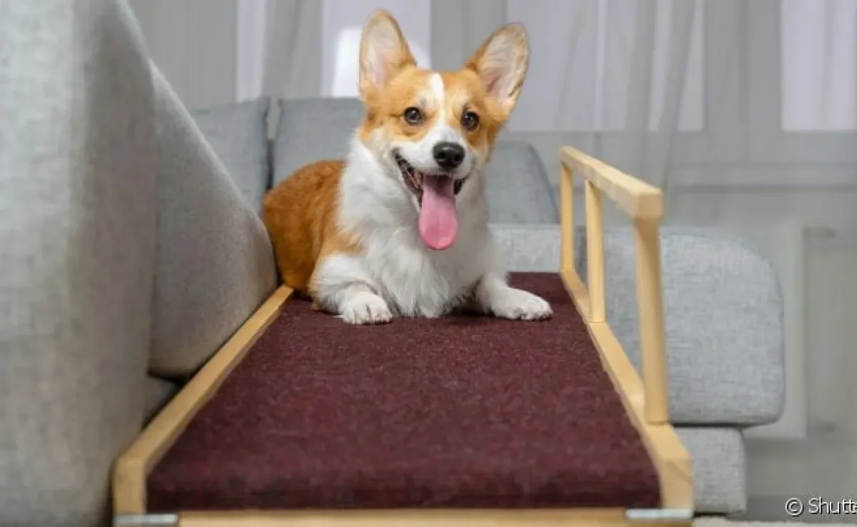 A rampa de cachorro previne doenças nas articulações