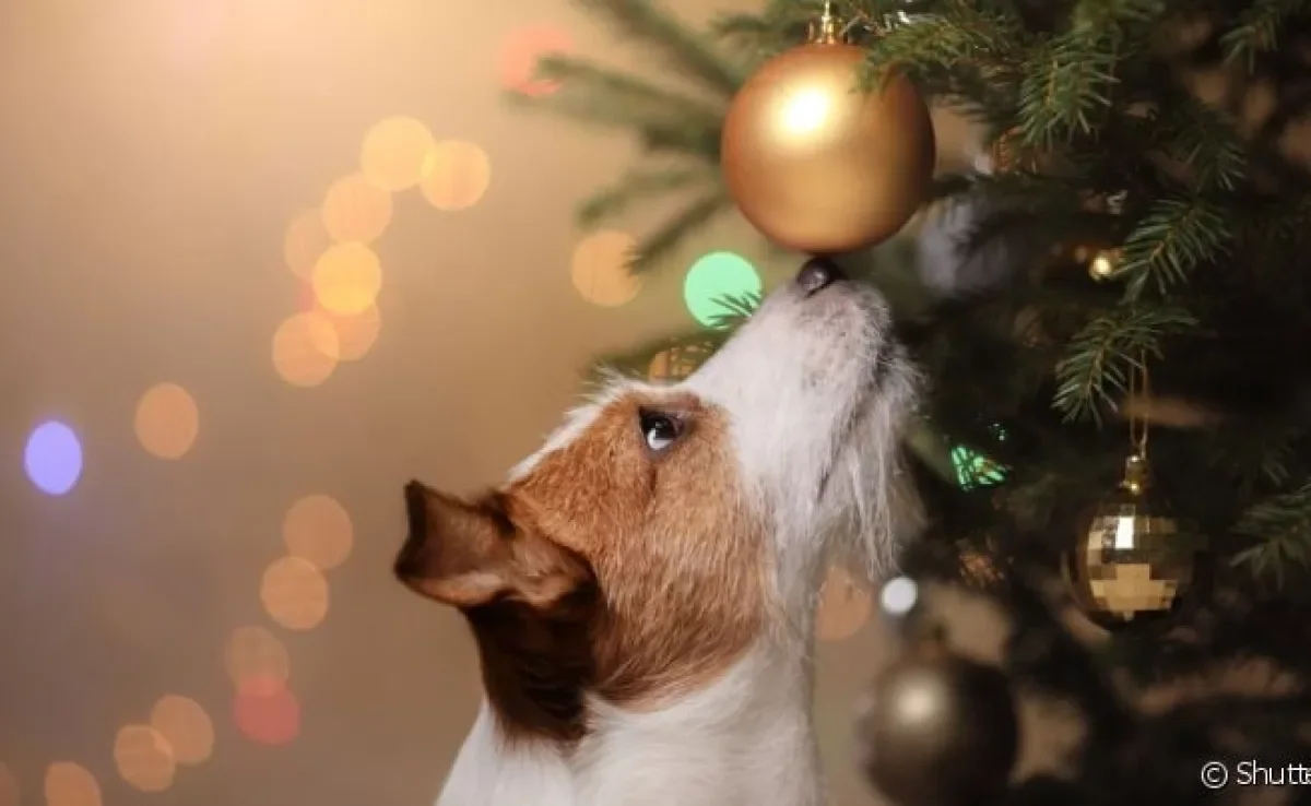 Ter um feliz Natal com cachorros é a melhor maneira de aproveitar a data