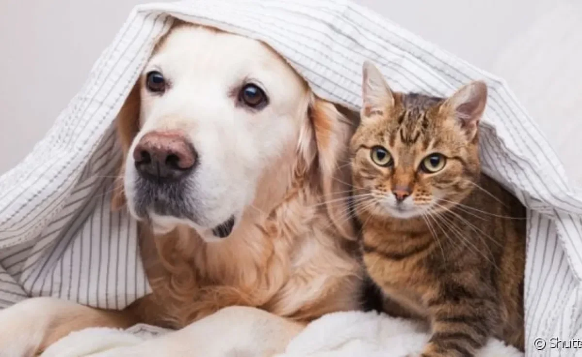 O cachorro e o gato assustados com o barulho dos fogos pode até mesmo fugir na tentativa de se proteger