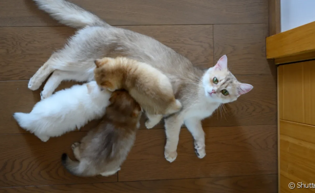 Leite da gata amamentando pode empedrar e tutor deve estar atento a qualquer sinal
