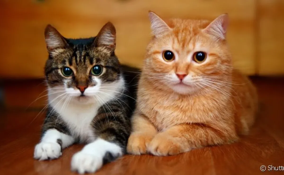 Como fazer um gato se acostumar com outro? Socialização precisa ser feita com calma e gradualmente