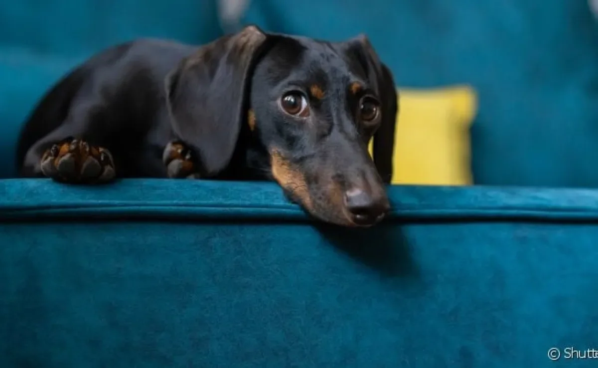 Dachshund: dor na coluna deve ser analisada por médico veterinário