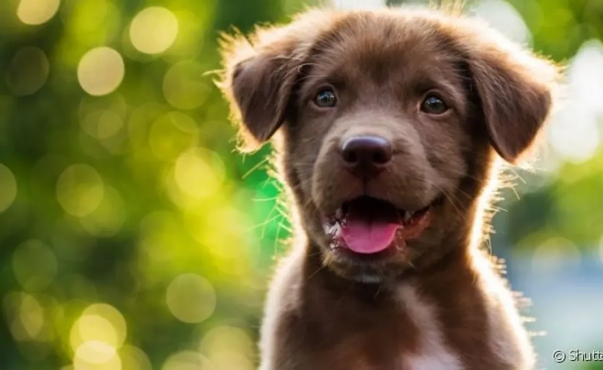 O corpo do cachorro esconde diversas surpresas que você nem imagina