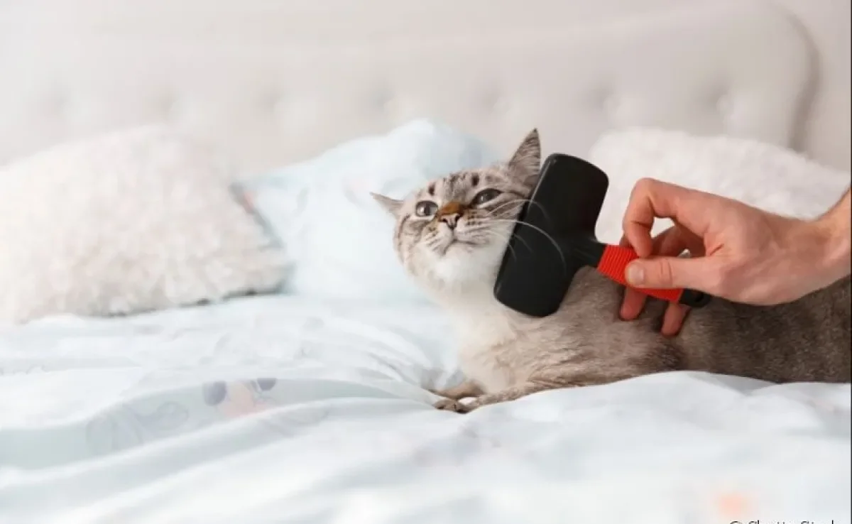 Escova para gatos: acessório é fundamental para deixar o pelo do seu felino mais bonito. Escolha a opção ideal para você!