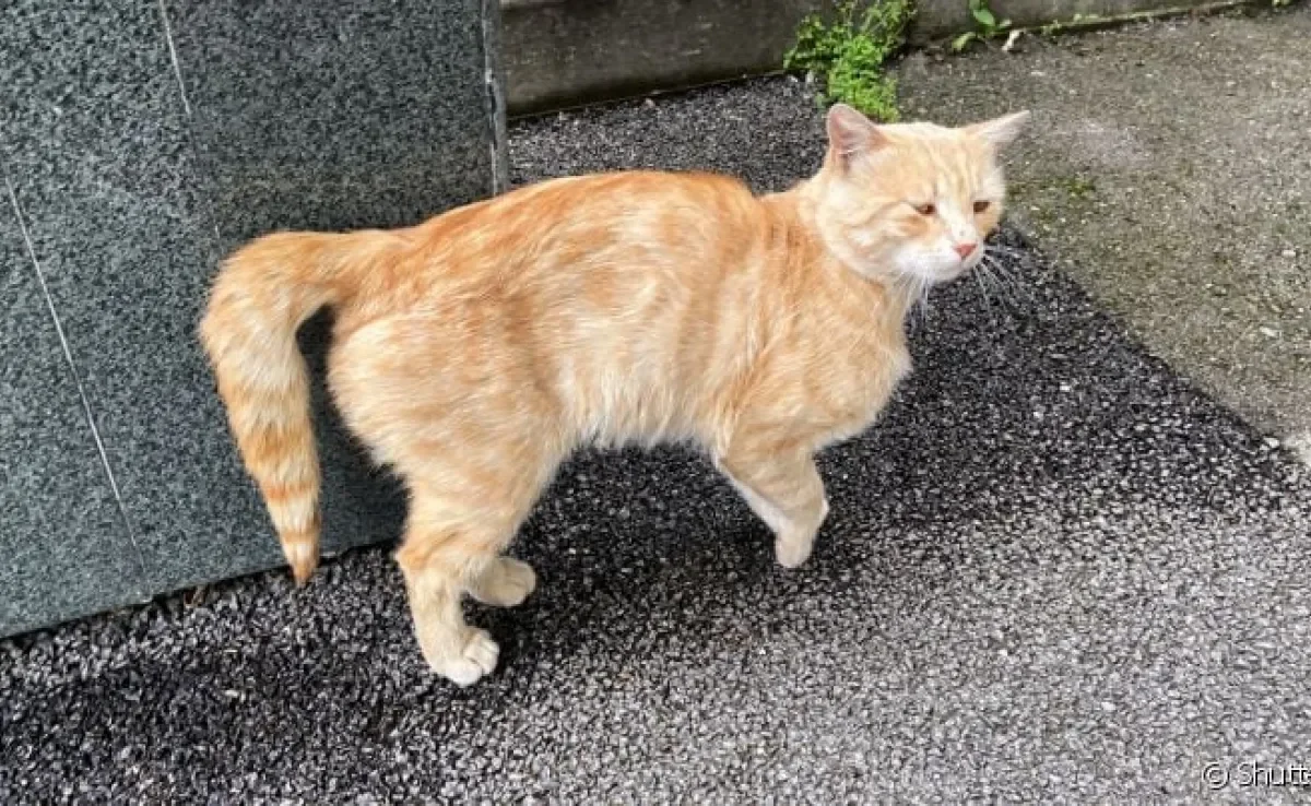 Gato não levanta a cauda? Fique atento pois ele pode estar com o rabo quebrado!