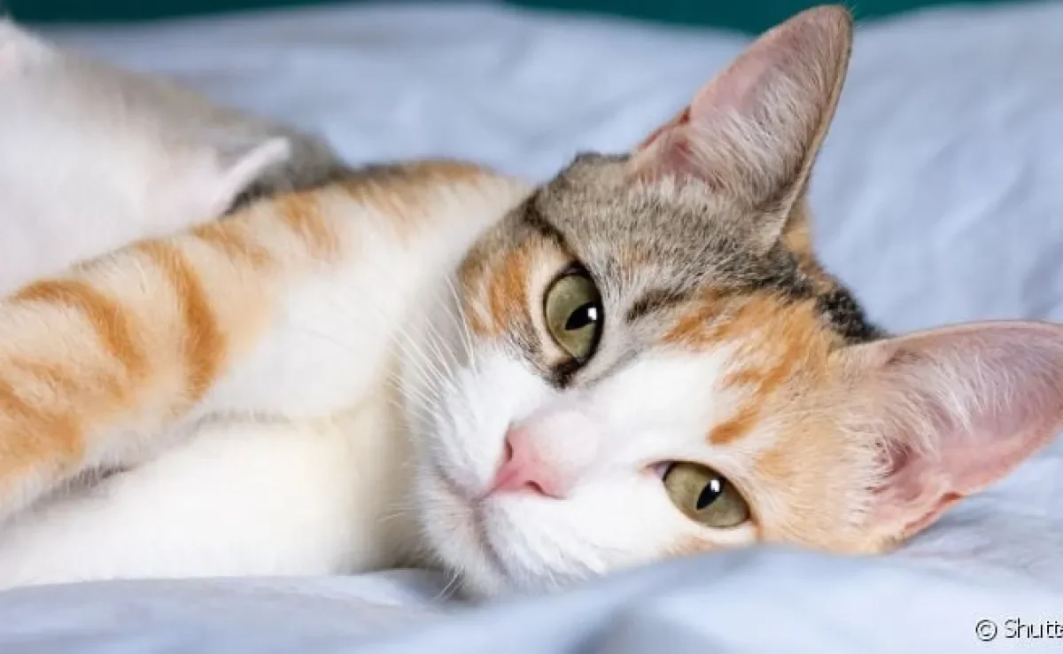  A hiperplasia mamária felina causa lesões nas mamas do pet 