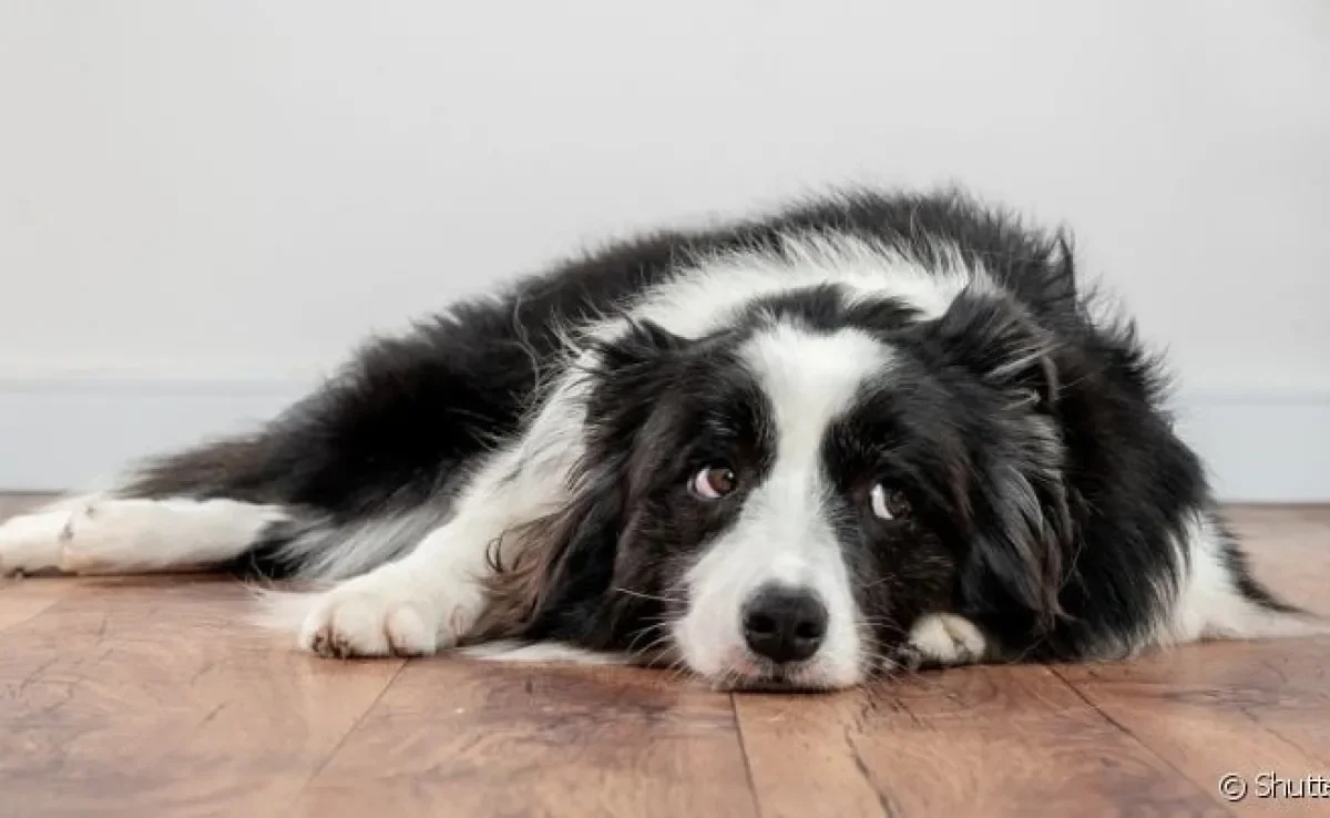  Hiperqueratose canina precisa ser tratada para não evoluir para algo mais grave 
