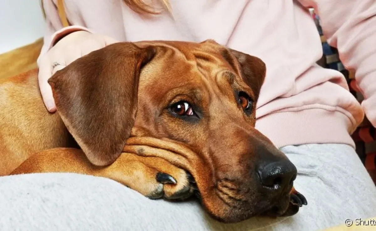 Patinha do cachorro vermelha deve ser analisada por profissional