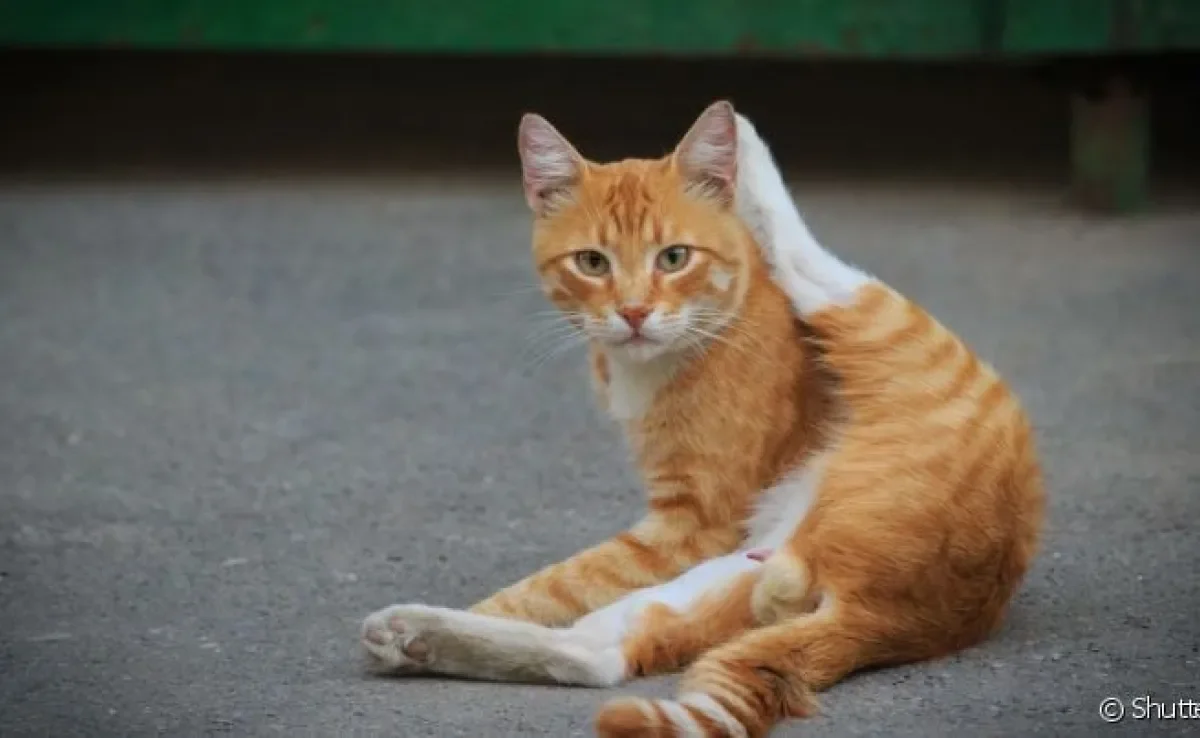 O pênis de gato raramente fica exposto