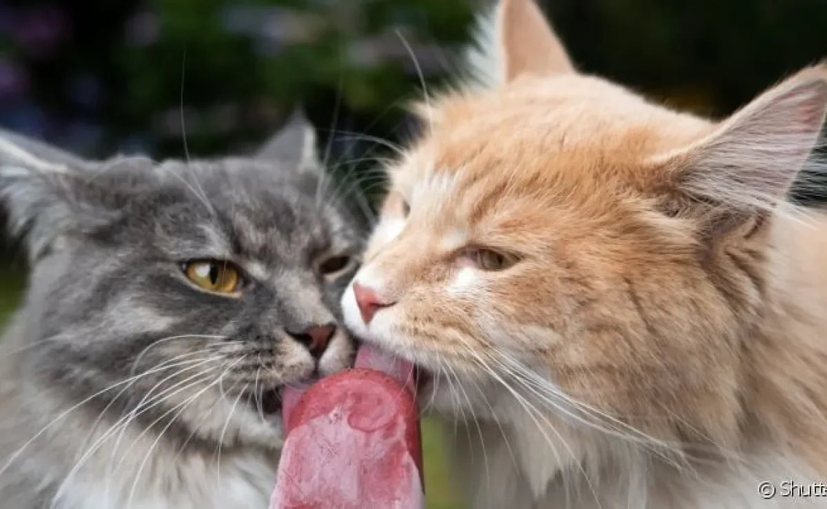 Petisco para gato: os felinos gostam de carne animal, porém ela precisa ser feita de forma segura