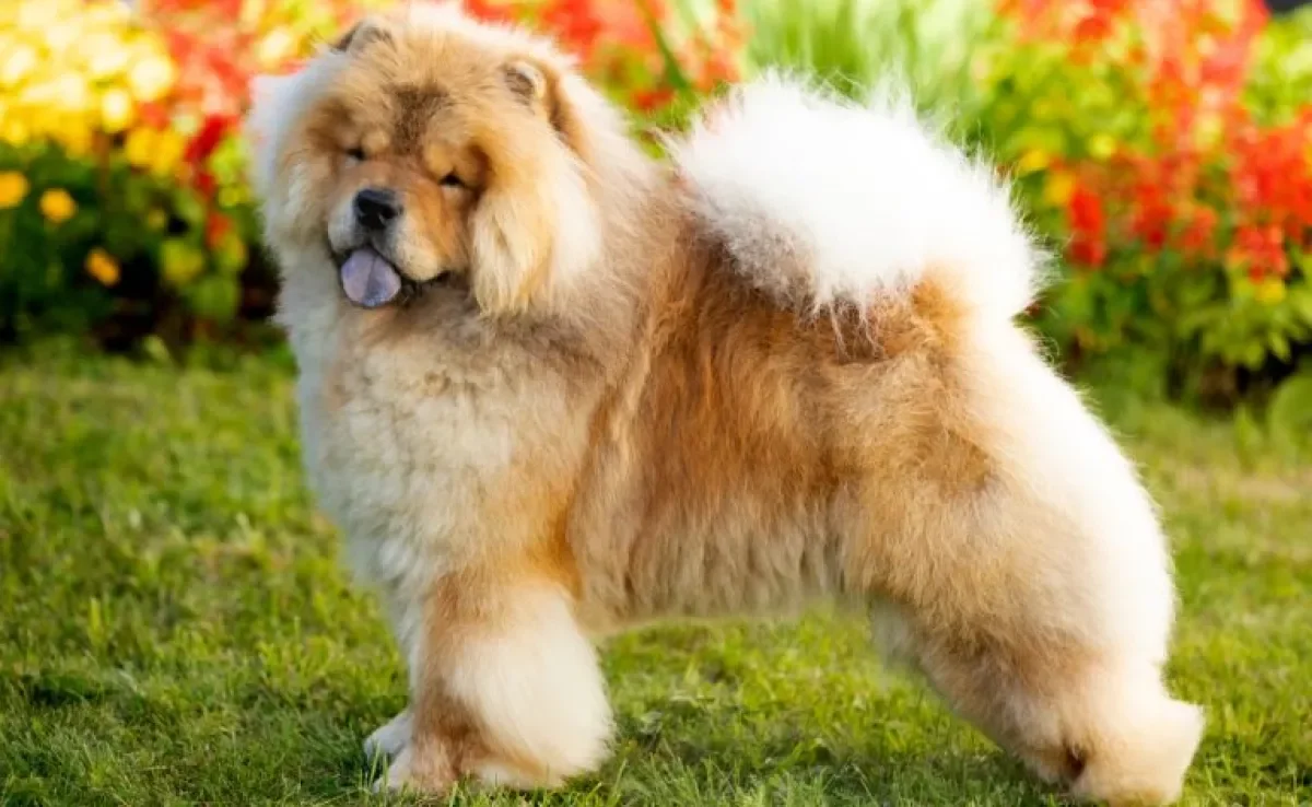 Tosa de Chow Chow tem uma técnica bem específica