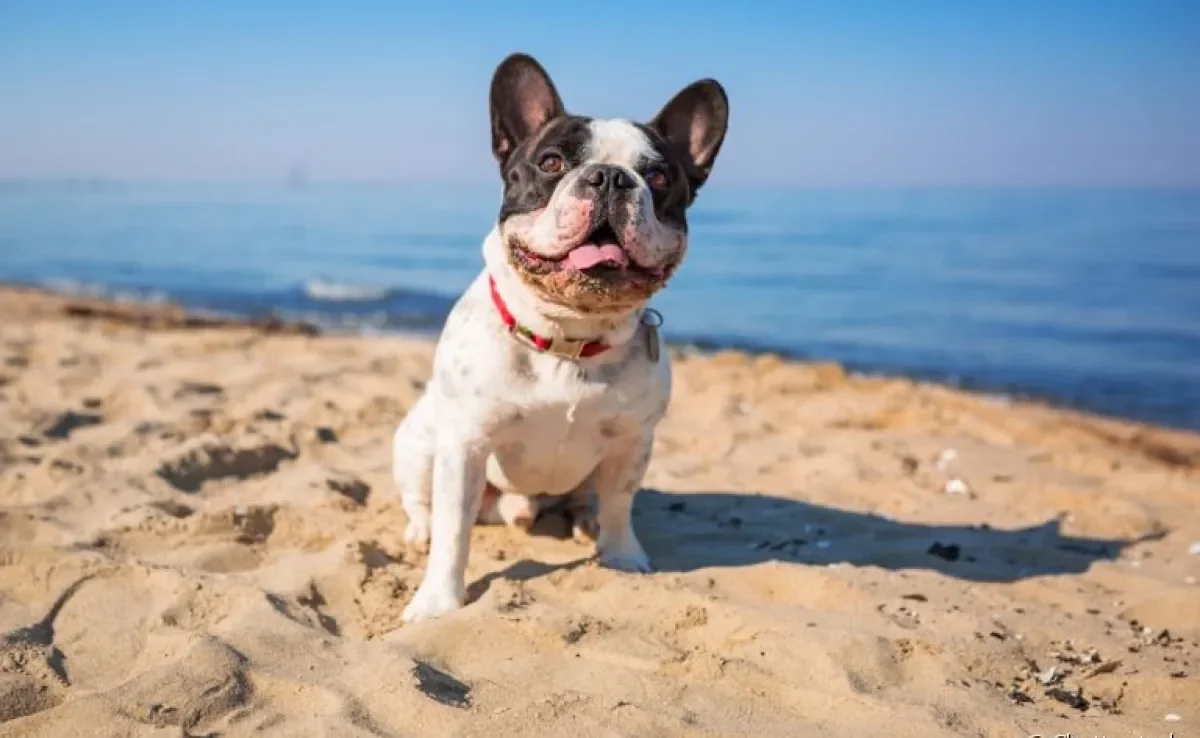 O protetor solar para cachorro é importante no verão e em todas as outras estações do ano