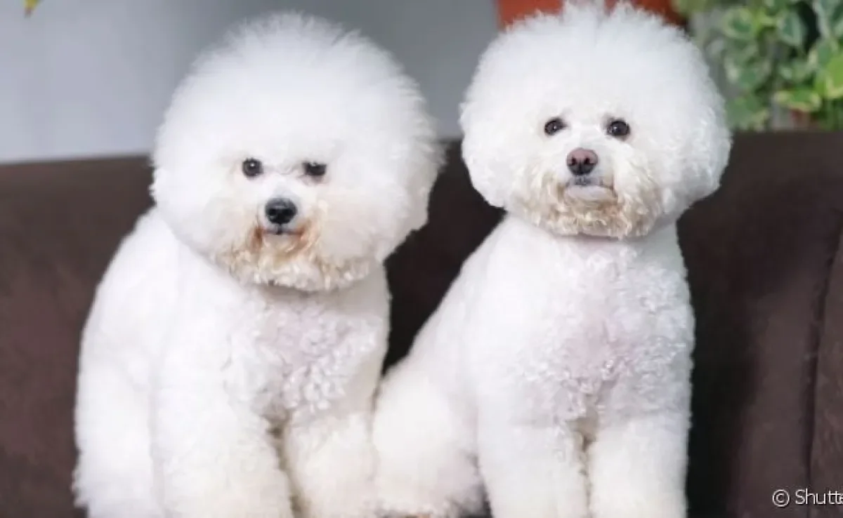Bichon Frisé, Pug, Beagle: você sabe quais são as raças de cachorro mais anfitriãs que existem?