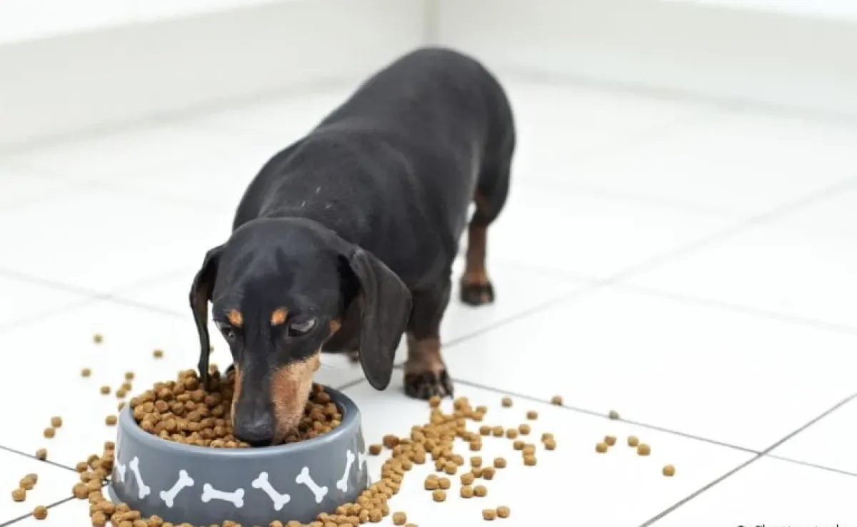 A ração de cachorro deve ser oferecida apenas duas vezes por dia na vida adulta