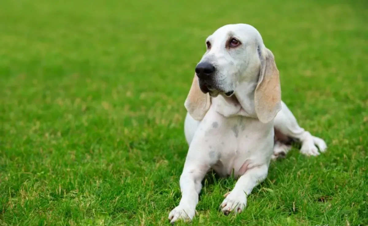 O cachorro Billy, além de ser bom de caça, é um ótimo cão de companhia