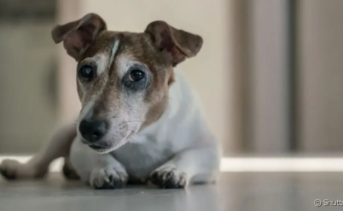 A bicheira em cachorro deixa o animal com ferimentos na pele, dores e inflamação