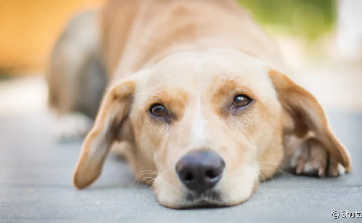 O repelente para cachorro protege o animal das picadas de mosquitos