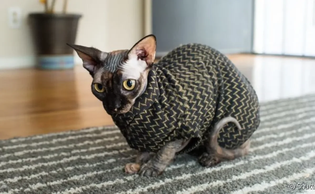 A roupa para gato ajuda a aquecer animais sem pelo nos dias mais frios