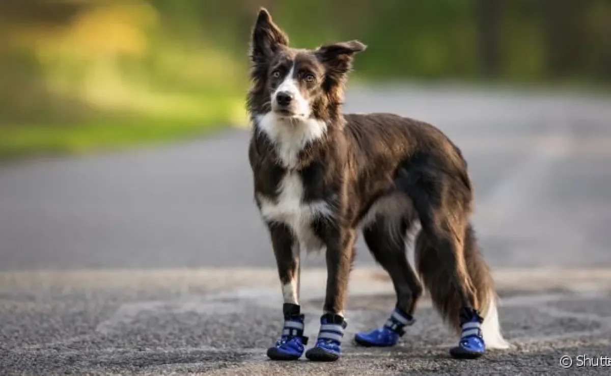 O uso de sapato de cachorro divide opiniões entre os tutores