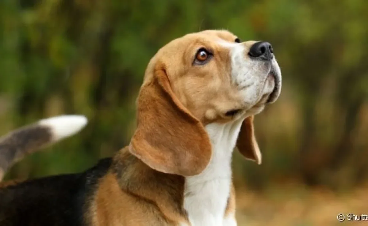 Orelha grande, pequena, rígida, caída, pontuda... são muitos os tipos que a orelha que o cachorro pode ter!