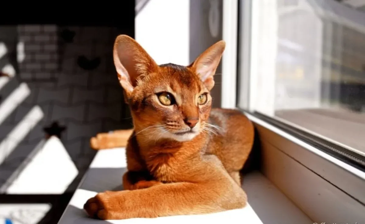 O protetor solar para gatos é uma forma de cuidar da saúde e bem-estar do seu amigo
