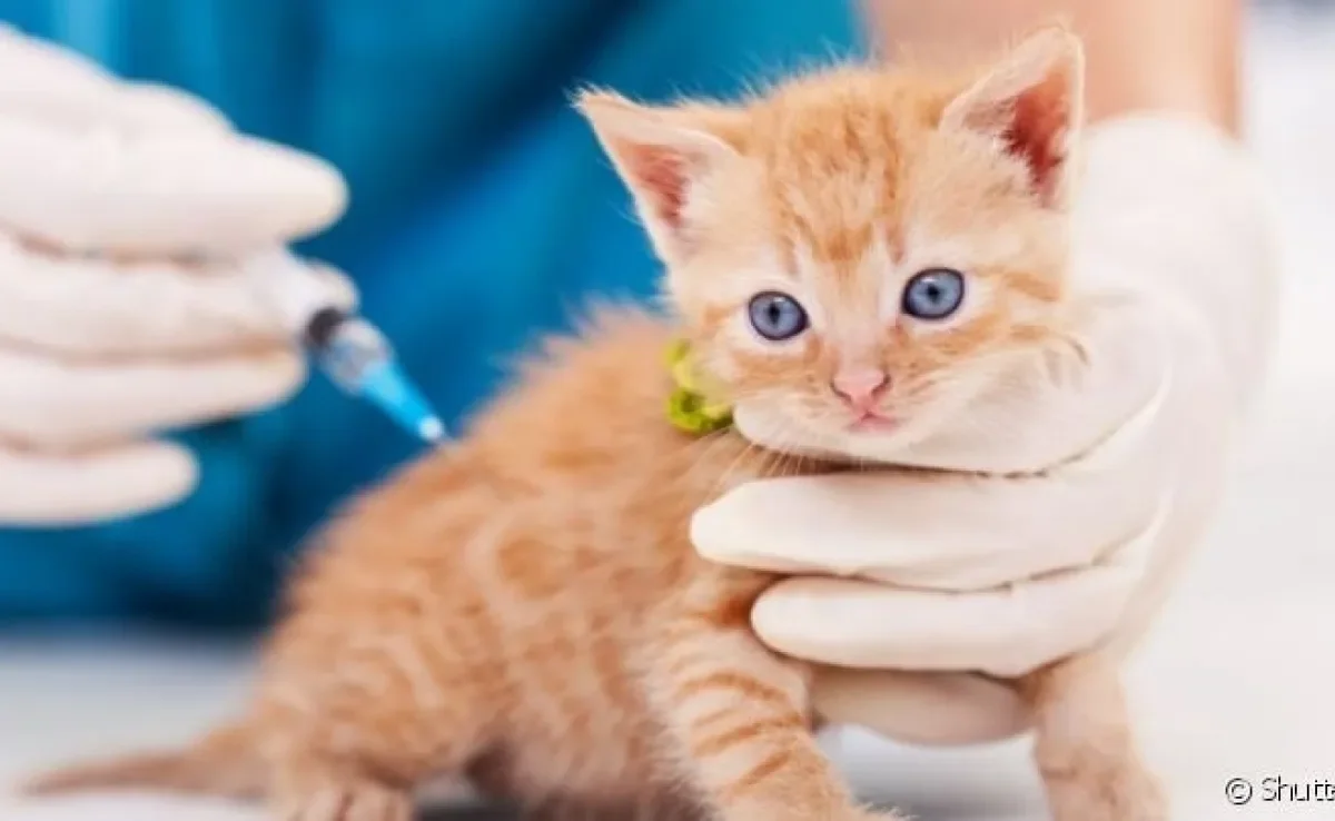 As vacinas para gatos são a principal maneira de prevenir doenças graves no animal