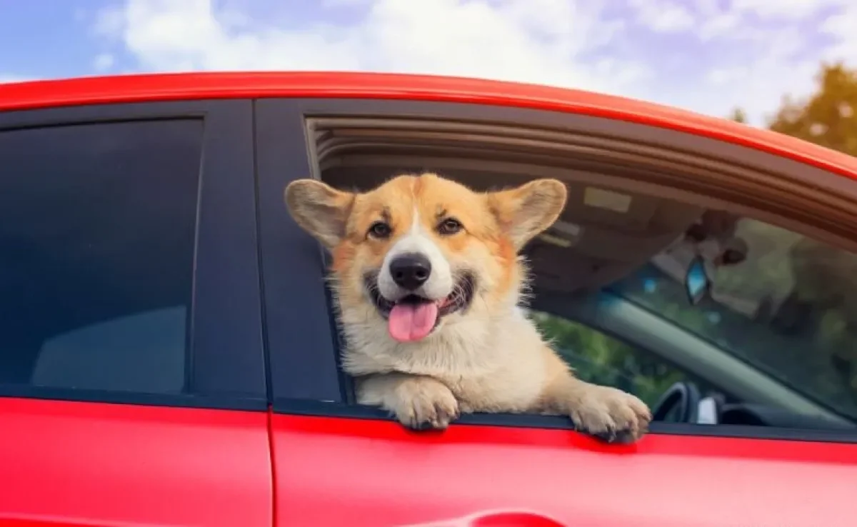 Viajar com cachorro ou escolher um hotel para ele? Saiba qual a melhor opção para o seu pet