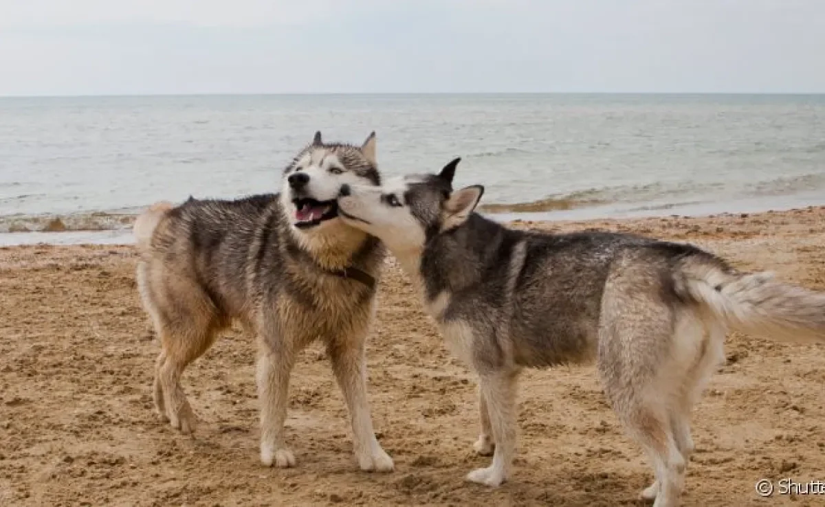 A castração inibe os comportamentos sexuais, mas será que cachorro castrado ainda cruza?