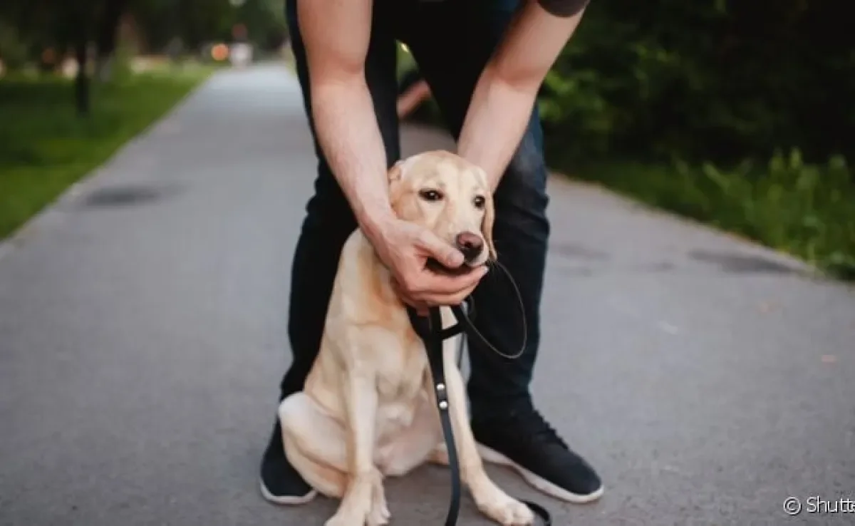 Cachorro engasgado: quadro deve ser investigado quando ocorre frequentemente