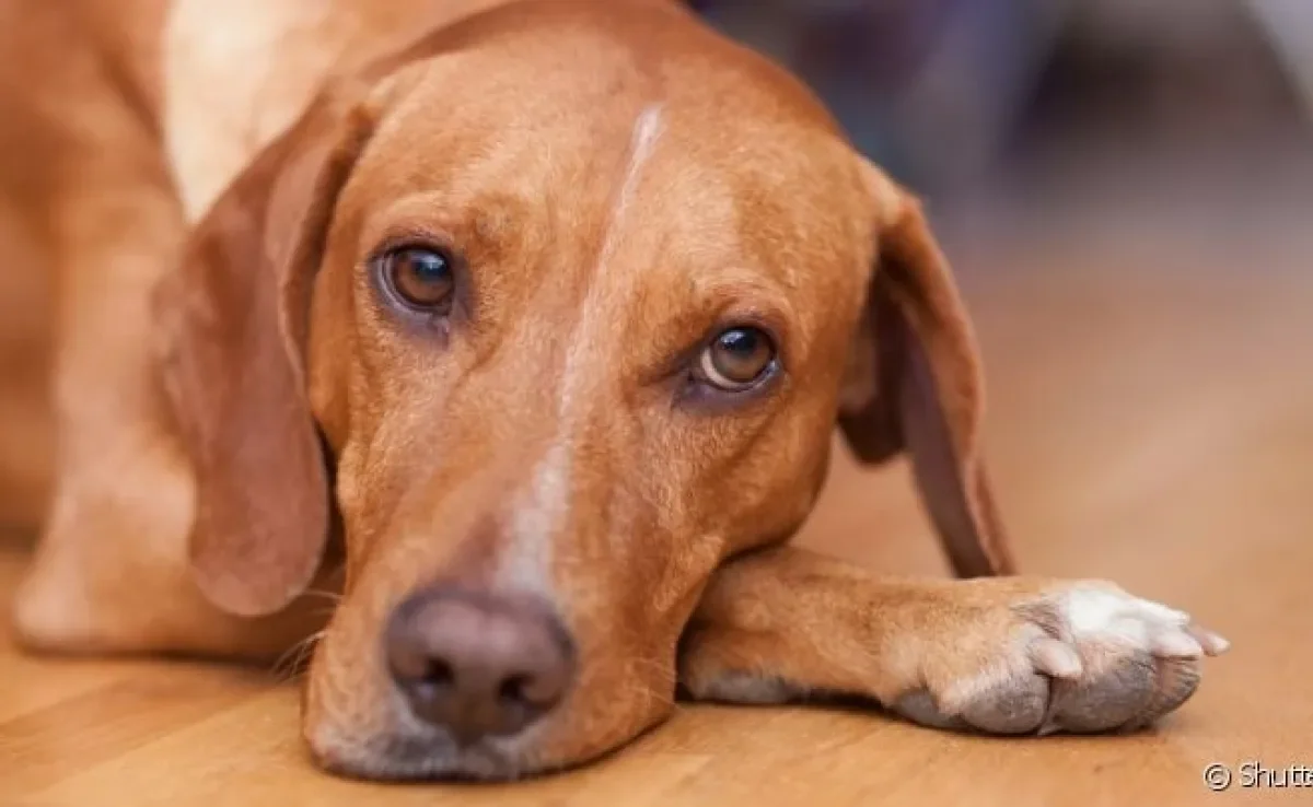 Brincar com o cachorro e estimular atividades físicas é uma forma de lidar com o estresse canino